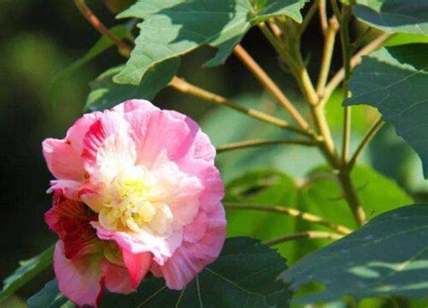 玫瑰水芙蓉風水|【芙蓉與風水】家裡養芙蓉花在風水學上有什麼講究嗎 